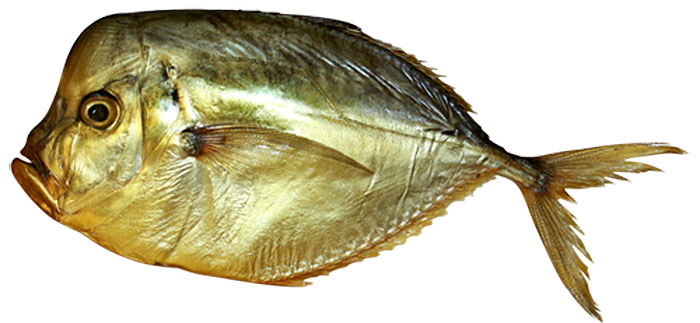 Вомер (лат. Selene setapinnis) — рыба семейства ставридовых. Семейство хищных морских рыб, обитающих в тёплых водах мирового океана.  Обитатели преимущественно морских, реже солоноватые вод в районах Атлантического, Индийского и Тихого океанов.  Представители семейства обычно имеют сжатое по бокам тело, но форма тела может быть очень разнообразна. Имеют два спинных плавника. Вдоль боковой линии часто выступают колючие костные пластинки. Хвостовой плавник широко раздвоенный.