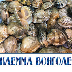 Клеммы Вонголе купить с доставкой недорого. 