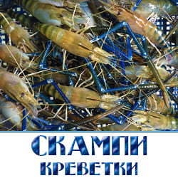 Креветки Скампи оптом с доставкой. 