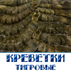 Penaeus monodon (тигровая креветка) – впервые была описана в 1789 году Иоганном Христианом Фабрицием. Фабриций – датский энтомолог, который основу своих научных трудов посвятил изучению/классификации насекомых. По неизвестным причинам информация о ракообразном не пользовалась популярностью вплоть до 1949 года. 