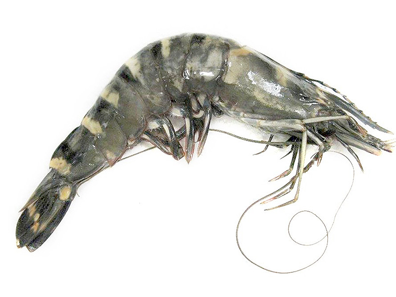 Тигровые креветки считаются «диетическим продуктом» благодаря низкой калорийности и огромному спектру полезных нутриентов в составе.