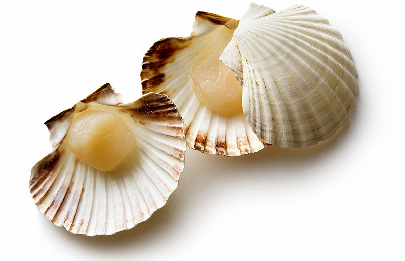 Мясо морского гребешка купить оптом с доставкой. 