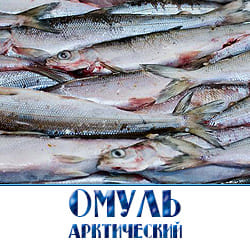 Омуль арктический купить оптом с доставкой по Московской области. 