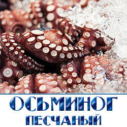 Песчаный осьминог замороженый по оптовой цене. 