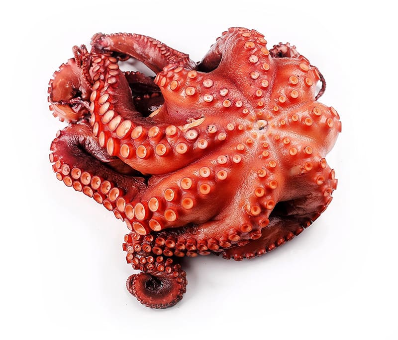 Осминог свежемороженый песчаный с доставкой по оптовой цене. 