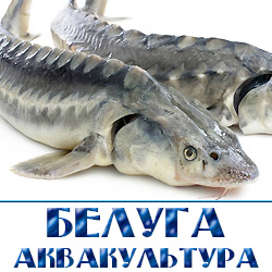 Продажа Белуги