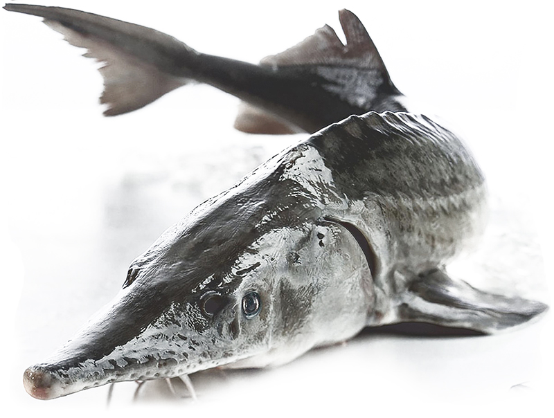 Белуга – одна из самых крупных хищных рыб. Ранее она была довольно распространённым видом, однако в связи с постоянно ухудшающейся экологической обстановкой, а также участившимся случаям браконьерства белуга была признана исчезающим видом и занесена в Красную книгу. Главное достоинство такой рыбы, как белуга, – стоимость. Рыба хотя и отличается достаточно жёстким мясом, однако оно стоит гораздо дешевле (не больше 15 долларов за килограмм), чем у большинства представителей осетровых, не уступая им при этом своими вкусовыми качествами.