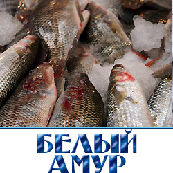 belyj amur