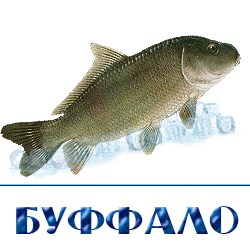 buffalo ohlazhdennyj