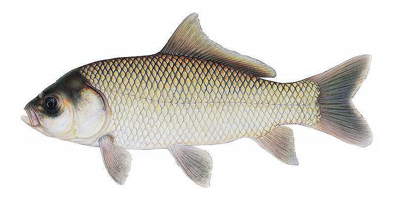 Буффало существует несколько видов. В России же разводят только один из них – большеротого буффало. Его тело покрыто чешуёй и имеет вальковатую форму. На спине можно увидеть длинный плавник. Спина окрашена в светло – коричневый цвет, бока тусклые, а плавники серые. Голова по форме больше напоминает толстолобика, а тело похоже на серебряного карася, из-за чего их и путают.  Источник: http://fishcave.ru/vidy/mirnyie/karas/serebryanyiy-i-buffalo.html Рыбная пещера © Осторожно! Рыбостороннее движение. Сайт о рыбалке