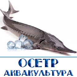 oblozhennyj osetr