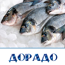 ohlazhdennaja dorado