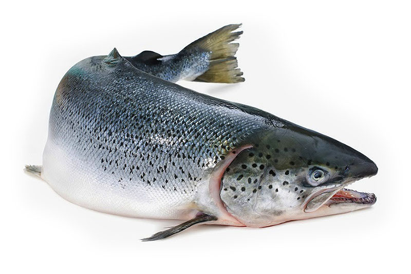 Фарерские острова являются отличным местом для производства лосося премиум-класса. Их удалённость дополняется первозданными чистыми водами, стабильной прохладной температурой морских вод, сильными течениями и доступными фьордами, врезающимися вглубь территории. Движимый таким отличным сочетанием условий, дикий атлантический лосось со всей северной Европы перемещается к Фарерским островам в поисках пищи.