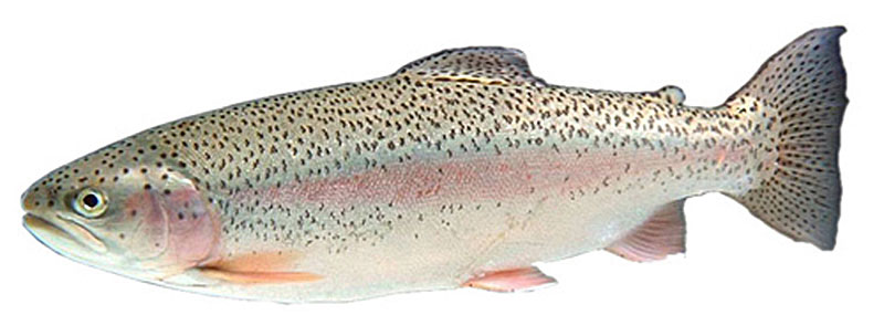 Озерная форель водится в Ладожском и Онежском озерах, а также во многих холодноводных озерах Карелии и Кольского полуострова. Особые формы ее обитают в высокогорных озерах Кавказа и Закавказья (оз. Севан и др.). Питается главным образом мелкой рыбой, а также насекомыми и их личинками.  У озерной форели есть все признаки, делающие ее похожей на других лососевых, таких как ручьевая форель и голец. У нее крепкое тело с выдающимся брюшком, сжатая голова и широкий рот с крепкими зубами. Большие глаза расположены над челюстями. Хорошо видна боковая линия, хвостовой плавник сильно выямчатый. Расцветка озерной форели: спинка красновато-коричневая, бока серебристые, брюшко серебристо-белое. На боках, на спинке и на жаберных крышках разбросаны черноватые пятнышки, иногда они наблюдаются и на спинном плавнике.