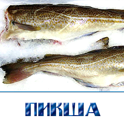 ohlazhdennaja piksha