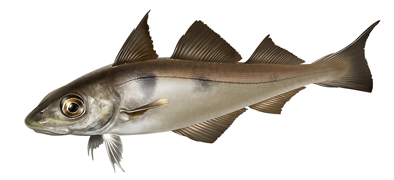 Пикша распространена по всей северной бореальной акватории, принадлежащей Атлантическому океану. Рыба встречается у побережья Северной Америки, северных регионов Европы, Исландии. Она обитает и в смежных областях Северного Ледовитого океана, а точнее — в Баренцевом и Норвежском морях. Самая большая численность пикши встречается в южных частях Баренцева моря, а также у берегов Исландии в Северном море. А возле побережья Гренландии ее очень мало.  В российских акваториях пикша встречается редко. Иногда она заходит в Белое и Баренцево моря. Малочисленность рыбы в этих морских регионах объясняется тем, что в данных местах море сильно опреснено. Говорят, что существует некая черноморская пикша, которую вылавливают в Черном море.