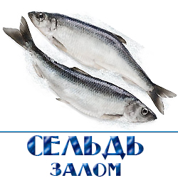 ohlazhdennaja seledka zalom