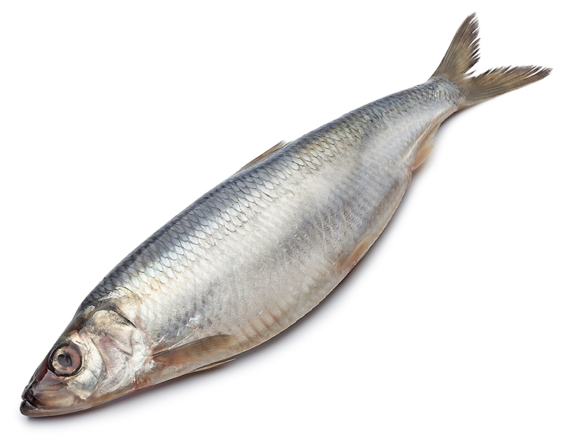 Селедка имеет удлиненное тело, которое покрыто средней и мелкой чешуей. Размер чешуи средней селедки не превышает 5 мм в диаметре. Чешуя нежная, не жесткая. Тело имеет сверху темно-синюю и коричневую окраску. Снизу селедка – белая. Самые красивые и вкусные особи имеют белоснежное брюхо, которое наполнено молоками. Вообще, самки традиционно жирнее и вкуснее самцов. Еще одно название рыбы – селедка залом.  Что касается отличий разных типов, то Черноморская сельдь имеет более узкое и удлиненное тело. Зубы у этой селедки более крупные, и их немного больше, чем у Волжской. Количество тычинок у Черноморской немного меньше (от 35 до 55 шт.). Чешуя у нее более жесткая, а спина темнее. Сзади жаберной крышки расположена одно темное пятно.  Каспийская селедка имеет пятнистое тело. Оно более широкое, чем у Черноморской. У крупных особей оно сжато с боков. Зубы очень мелкие. Очень часто они отсутствуют на нижней челюсти. На жаберных дугах расположены тонкие тычинки количеством от 110 до 140 штук. Чешуя очень мягкая, она легко отделяется от тела. Цвет спины у этого вида серовато-бурый, а брюхо – белесоватое с серебристым отливом.