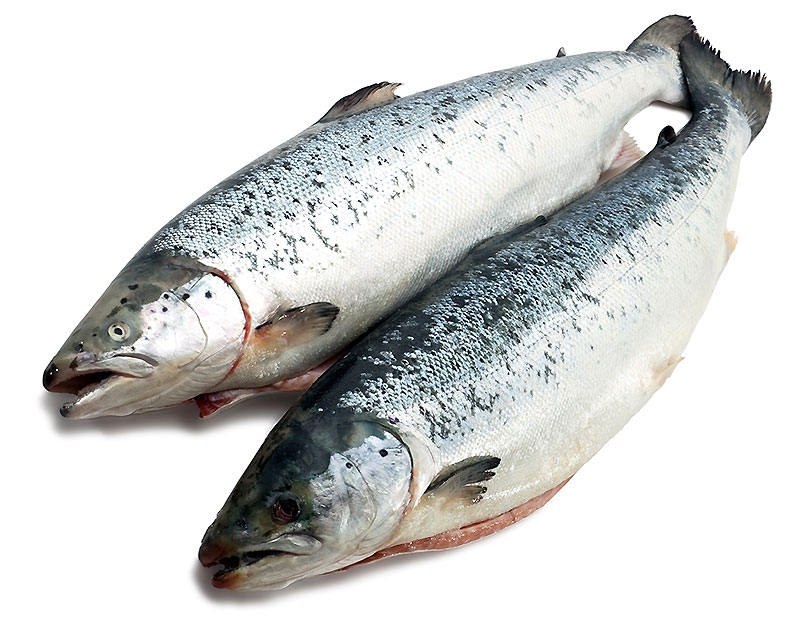 Фарерские острова – это группа небольших и удалённых островов в северной части Атлантического океана, с населением менее 50 000 человек. Не смотря на свои небольшие размеры, фарерское рыбоводческое хозяйство известно как бутик-производитель, специализирующийся на высококачественном атлантическом лососе. Промышленность  нацелена на поддержание высочайших уровней здоровья и возобновляемости рыбных ресурсов, что чётко отображено в высоком качестве лосося, выращиваемого на фермах Фарерских островов. 