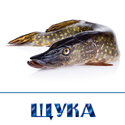 ohlazhdennaja shhuka