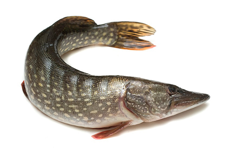 Щука - род пресноводных рыб, единственный в семействе щуковых. В длину щука может достигать 1,5 м, а массой до 35 кг (обычно до 1 м и 8 кг). Тело торпедовидное, голова большая, пасть широкая. Окраска изменчивая, зависит от окружения: в зависимости от характера и степени развития растительности может быть серо-зеленоватая, серо-желтоватая, серо-бурая, спина темнее, бока с крупными бурыми или оливковыми пятнами, которые образуют поперечные полосы. Непарные плавники желтовато-серые, бурые с тёмными пятнами; парные — оранжевые. В некоторых озёрах встречаются серебристые щуки. Продолжительность жизни отдельных особей может доходить до 30 лет. 