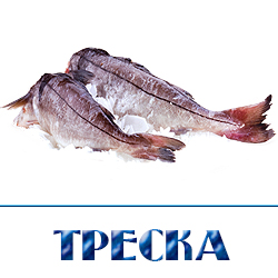 ohlazhdennaja treska