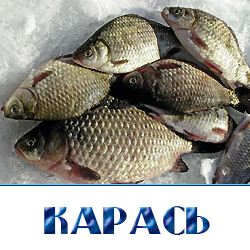 ohlazhdennyj karas