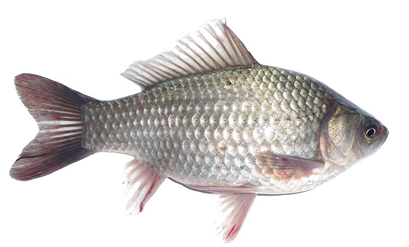 Ареал обитания карася очень обширен. Популяции серебряного и золотого карасей живут как в чистых водах рек и озер, так и в заболоченных, поросших растительностью естественных и искусственных водоемах, прудах. Единственно, где рыбы не встречаются – это горные озера и реки.  В результате хозяйственной деятельности человека караси обитают в водоемах Польши, Германии, Италии и Португалии, Венгрии, Румынии, Великобритании и Белоруссии, Казахстана и Монголии, Китая, Кореи. Облюбовали эти рыбки и холодные воды сибирских рек и озер, ловят карасей также на Колыме и в Приморье. Сегодня представители рода живут в Таиланде и Пакистане, Соединенных Штатах Америки, Индии и многих других странах.