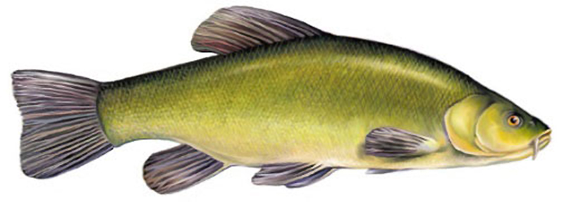 Линь – это рыба из семейства Карповых (Cyprinidae). Линь является единственным представителем рода Tinca.  Линь теплолюбив и малоподвижен, он медленно растет, предпочитает держаться дна, обитает в прибрежной зоне и очень неприхотлив.  Являясь пресноводной рыбой, линь в основном водится в прудах и озерах, он есть в водохранилищах, однако редко встречается в реках, да и то только в старицах и в заливах.  У этой рыбы высокое, толстое и короткое тело, оно имеет плотно прилегающую мелкую чешую, которая покрыта густым слоем слизи. Окрас тела линя зависит от того, в какой воде он обитает. Если грунт песчаный, а вода прозрачная, то линь окрашен в зеленовато-серебристый цвет. Если же линь обитает в водоеме с илистым грунтом, то его тело бывает темно-бурым с бронзовым отливом. У линя короткие спинной и анальный плавники, у хвостового плавника нет выемки. Линь имеет в уголках рта по одному короткому усику (около 2 мм). Глаза линя небольшие, красновато-оранжевые. 