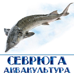 ohlazhdennyj sevrjuga