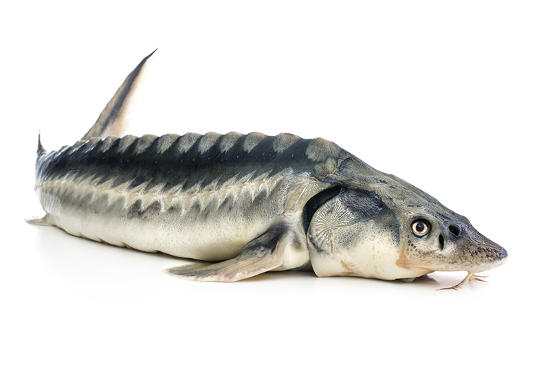 Севрюга водится в бассейнах Черного, Каспийского и Азовского морей. Иногда встречается в Эгейском, Адриатическом и Аральском морях. Из Каспийского моря перемещается в реку Волгу, но не высоко. Есть также в реках Урал, Терек, Кура, Кубань, Самур и Сулак. Из Черного моря поднимается в реки Днепр, Дон, реже Днестр, Южный Буг, Дунай и Риони. В 19 веке ареал ее распространения был значительно шире и простирался от западной Европы до Сибири. Севрюга относится к весьма ценным промысловым рыбам. Основной район ее добычи – Северный Каспий, река Урал.  В реках предпочитает наиболее глубокие участки. Относится к рыбам проходного вида, в верхние течения рек практически не поднимается. Перемещения для нереста начинаются в марте, когда вода прогревается до 10 ºС, и происходят с апреля по июль. Наибольшая интенсивность нереста наблюдается в мае-июне, при температуре воды 15-17 ºС. Период размножения длится более двух месяцев. Осенью миграция крайне незначительна и связана скорее с поиском места для зимовки. Для нереста выбирает участки с каменистым дном. 