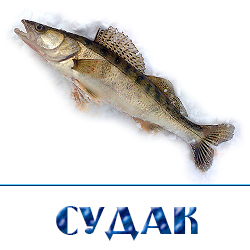 ohlazhdennyj sudak