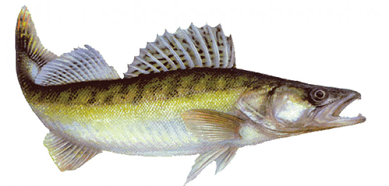 Обыкновенный судак (лат. Sander lucioperca, Stizostedion lucioperca) — вид рыб рода судаки. Судак распространён довольно широко в пресных водоемах Восточной Европы и Азии, встречается в реках бассейнов Балтийского, Чёрного, Азовского морей, Каспия, Аральского моря, озёр Иссык-Куль и Балхаш, также в озёрах и опреснённых участках указанных морей.  Рыба крупных размеров. По официальным данным встречаются особи длиной более метра и массой до 10—15 кг, вероятно, существуют образцы и более крупных размеров. Характерной особенностью является наличие на челюстях крупных клыкообразных зубов, которые у самцов обычно крупнее, нежели у самок.