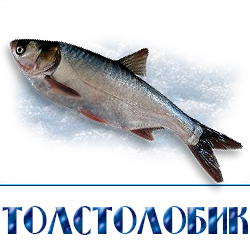 ohlazhdennyj tolstolobik
