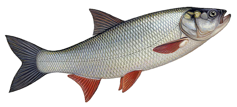 Жерех (Aspius aspius) или шереспер. Он обитает в Средней Европе (бассейн Северного и Балтийского морей), в бассейнах Черного, Каспийского и Аральского морей. В Южном Каспии и Аральском море представлен особыми подвидами. Второй вид этого рода (Aspius vorax) водится в р. Тигр.  Обыкновенный жерех обитает преимущественно в равнинных реках, реже в озерах, при зарегулировании рек сохраняется в составе ихтиофауны крупных водохранилищ. В южных морях жерех ведет полупроходной образ жизни. В реках жерех питается разной рыбой, но более всего уклейкой. 