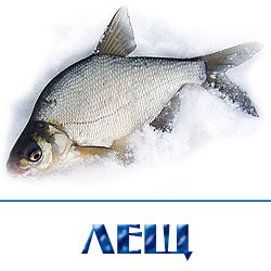Лещ охлажденный по оповой цене  купить недорого со склада в Истринском районе.