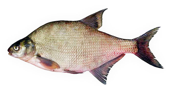 Лещ охлажденный  купить оптом недорого 