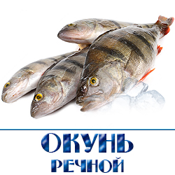 rechnoj okun ohlazhdennyj