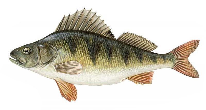 В России северная граница распространения окуня проходит почти по побережью Северного Ледовитого океана от р.Пасвик до Колымы, на юге - до Чёрного моря, Северного Кавказа и до верховий сибирских рек. Его не было в Крыму, но в 1955 г. он был пересажен из Днепра в Альминское и Симферопольское водохранилища, где хорошо прижился. По палеонтологическим данным прежде окунь обитал и в бассейне Амура. В 1960-е годы был акклиматизирован в озёрах Кенон и Иван в верховьях Амурского бассейна. Ареал его расширился за счёт вселения в водоёмы Австралии, Новой Зеландии, Южной Африки и Азорских островов.