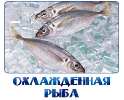 ПРОДАЖА ОХЛАЖДЕННОЙ РЫБЫ ОПТОМ В МОСКВЕ И МОСКОВСКОЙ ОБЛАСТИ