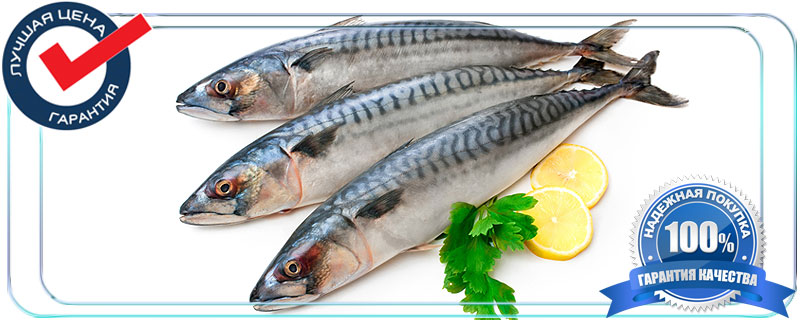 ohlazhdennaja ryba istra