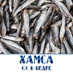 Хамса по оптовым ценам с доставкой по Московской области в ведрах 