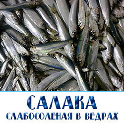 Салака (от лат. Clupea harengus membras) – это подвид атлантической сельди, так называемая балтийская сельдь. Обитает в восточной части Балтийского моря и его заливах, где вода имеет пониженную соленость, и иногда встречается в абсолютно пресной воде нескольких озер Швеции. Особи не велики по размеру (не более 20 см в длину) и массе (до 50 г) и значительно уступают по этим параметрам сельди атлантической. Салака, как и многие другие пелагические рыбы, имеет серебристую окраску с зеленовато-синей спинкой и сероватыми боками. Чешуя у рыбы очень легко опадает, поэтому зачастую с промысла мелкие рыбешки доставляются на берег почти без чешуи.