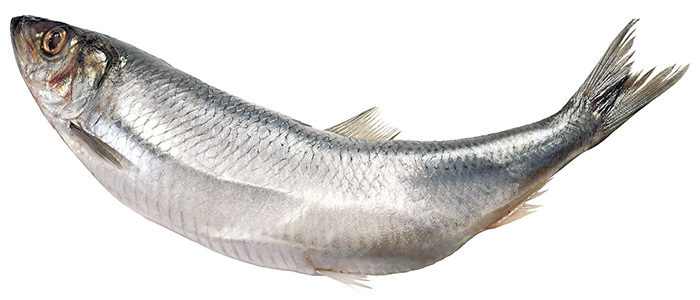 Томилинская сельдь. Кусок пряного посола. Продукт готов к употреблению без предварительной кулинарной обработки. Хранить при температуре от +1 до +6 градусов С.