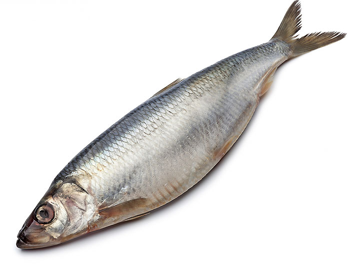 Сельдь считается очень распространенным видом рыб на планете. Ее размеры могут варьироваться до 45 см, а вес превышать 0,5 кг. Рыба сельдь водится как в северных, так и в южных морях, глубина обитания – около 200 м. Наиболее ценными являются жирные тихоокеанские и атлантические сельди из северных районов. Сельдь простой и одновременно любимый продукт питания. Продается она свежемороженой, копченой, соленой и маринованной (калоризатор). Очень удобны готовое разделанное филе сельди и пресервы. Самым здоровым и популярным способом приготовления является посол рыбы. Действие соли останавливает развитие бактерий, а различные пряности, сахар и уксус делают сельдь кулинарным деликатесом. 