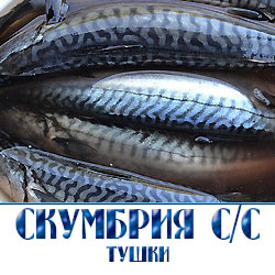 Слабосоленая скумбрия целиком тушками  в расфасовке ведрами по оптовой цене для розничной торговли с доставкой по Московской области 