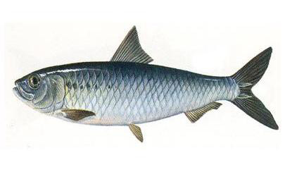 Самая большая ценность соленой тюльки – кальций. Это необходимый элемент формирования костей, ногтей, зубов, регулирования свертываемости крови.   Жирные кислоты, аминокислоты – сильные антиоксиданты, барьеры атеросклерозу, старению организма.  Малосольная тюлька — великолепный диетический продукт для людей преклонного возраста, представительниц прекрасного пола, склонных к остеопорозу. 