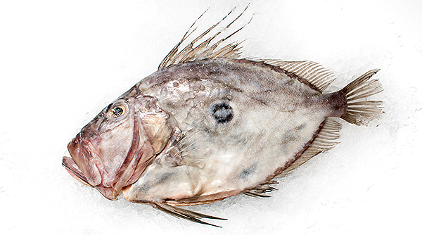 Рыба Дори обитает в Тихом, Атлантическом, Индийском океанах. Своим внешним видом очень похожа на камбалу, но только толще, у нее практически нет чешуи, зато острые шипы на плавниках. Мясо дори белое, плотное и нежное, костей мало, по вкусу напоминает палтус. Дори питается мелкой рыбой, обычно пасется возле косяков сельди.