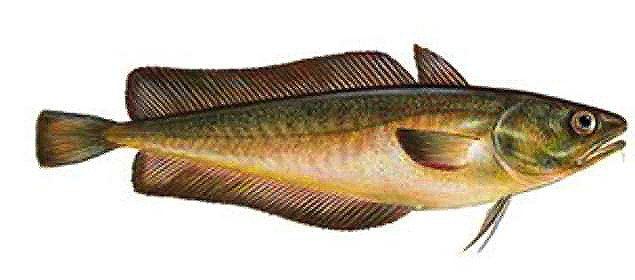 Бротола (лат. Salilota Australis) - это род крупных моровых, часто приписываемых к горбылеобразным. В русскоязычных странах не совсем корректно Бротоллу называют Капитаном. По внешнему облику и многим особенностям строения рыба похожа на хека или розовую треску. Окраска серо-розовая, на спине коричневая, плавники темные. Брюшной плавник начинается в передней части тела сразу под грудным плавником. Округленный хвостовой плавник не разделен. Более всего распространены на глубинах от 200-250 м. Женские особи больше чем мужские. Большие рыбы обоих полов двигаются в более глубокую воду. Питание мало изучено. Немного известно и о размножении моровых. Икра у всех видов мелкая, с жировой каплей. Молодь большинства видов длительное время ведет пелагический образ жизни; мальки часто имеют удлиненные брюшные плавники. Длина моровых варьирует: наиболее мелкие формы имеют длину всего 10-25 см, а наиболее крупные достигают 50-90 см, Вес до 2кг. Рыба имеет промысловое значение. Основными экспортерами Бротоллы на рыбный рынок являются Испания, Аргентина, Португалия, Чили, Уругвай.