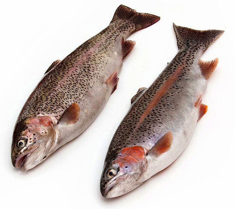 Купить радужную форель оптом  от производителя со склада в Москве  недррого